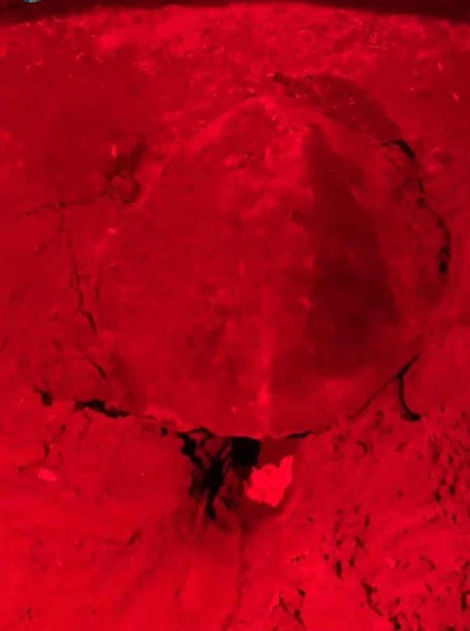 Casa Turtle Bogue 호텔 토르투게로 외부 사진